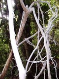 Brunneocorticium corynecarpon image
