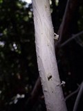 Brunneocorticium corynecarpon image