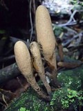 Xylaria telfairii image