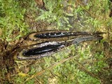 Xylaria telfairii image