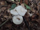 Clitocybe subconnexa image