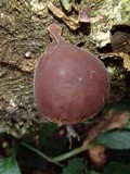 Auricularia fuscosuccinea image