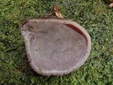 Auricularia fuscosuccinea image