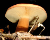 Lactarius volemus image