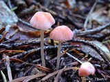 Mycena monticola image