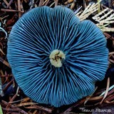 Clitocybe odora var. pacifica image