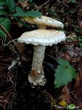 Amanita smithiana image