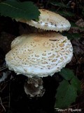 Amanita smithiana image