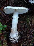 Amanita smithiana image