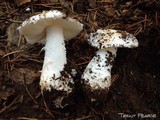 Amanita silvicola image