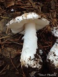 Amanita silvicola image