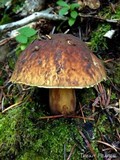 Boletus fibrillosus image