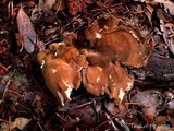 Bondarzewia occidentalis image