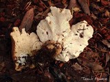 Bondarzewia occidentalis image