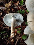 Clitocybe odora image
