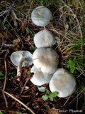 Clitocybe odora image