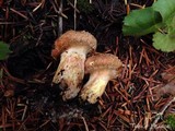 Suillus lakei image