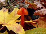 Hygrocybe acutoconica image
