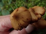 Cortinarius laetus image