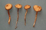 Cortinarius laetus image