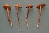 Cortinarius laetus image
