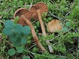 Cortinarius laetus image