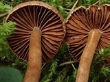 Cortinarius laetus image