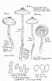 Cortinarius laetus image