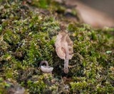 Mycena corticola image