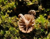 Mycena corticola image