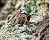 Mycena corticola image