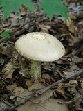 Leccinellum albellum image