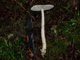 Amanita sect. Vaginatae image