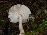 Amanita sect. Vaginatae image
