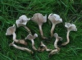 Clitocybe rivulosa image