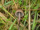 Panaeolus acuminatus image