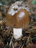 Amanita sect. Vaginatae image