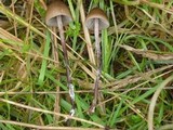 Panaeolus acuminatus image