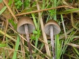 Panaeolus acuminatus image