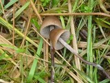Panaeolus acuminatus image