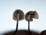 Panaeolus acuminatus image