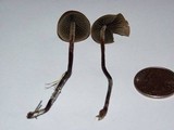 Panaeolus acuminatus image