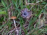 Psilocybe azurescens image