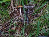 Psilocybe azurescens image