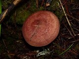 Tricholomopsis rutilans image