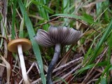 Psilocybe azurescens image