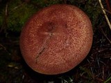 Tricholomopsis rutilans image