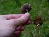 Psilocybe azurescens image