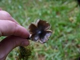 Psilocybe azurescens image