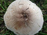 Leucoagaricus barssii image